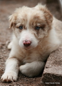 Fizz x Ben pup 7, red and white border collie puppy